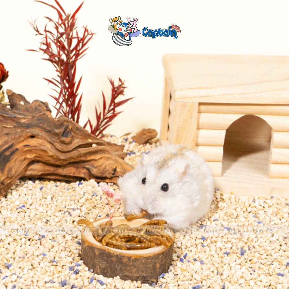 [FREESHIP MAX] Sâu rang vỗ béo cho Hamster - Bách hóa Hamster