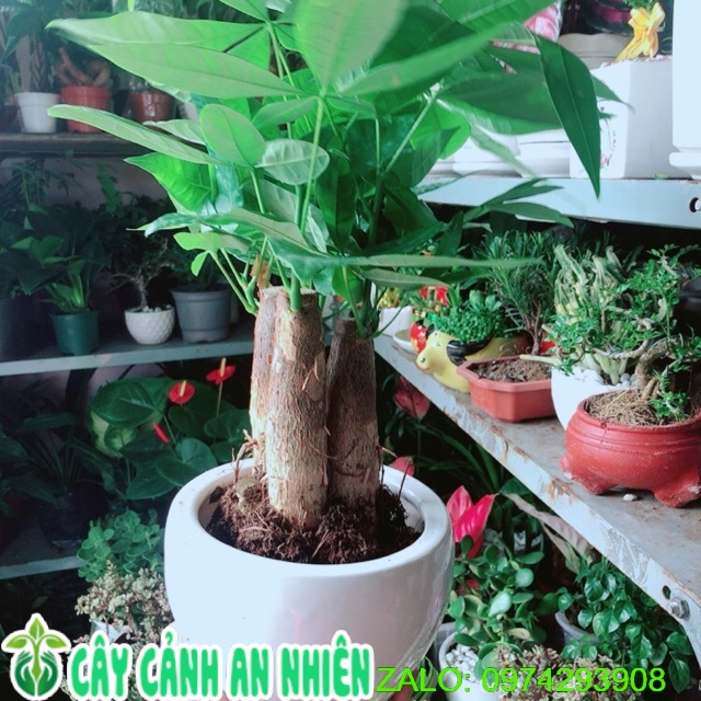 Chậu cây kim ngân 3 thân
