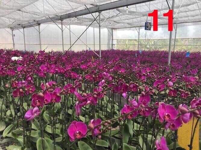 hồ điệp khủng long 10 màu