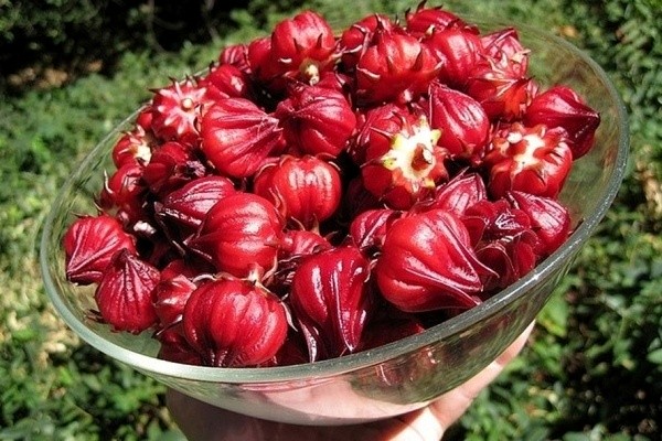 Trà hoa dâm bụt ( hibiscus, atiso đỏ) khô 100g