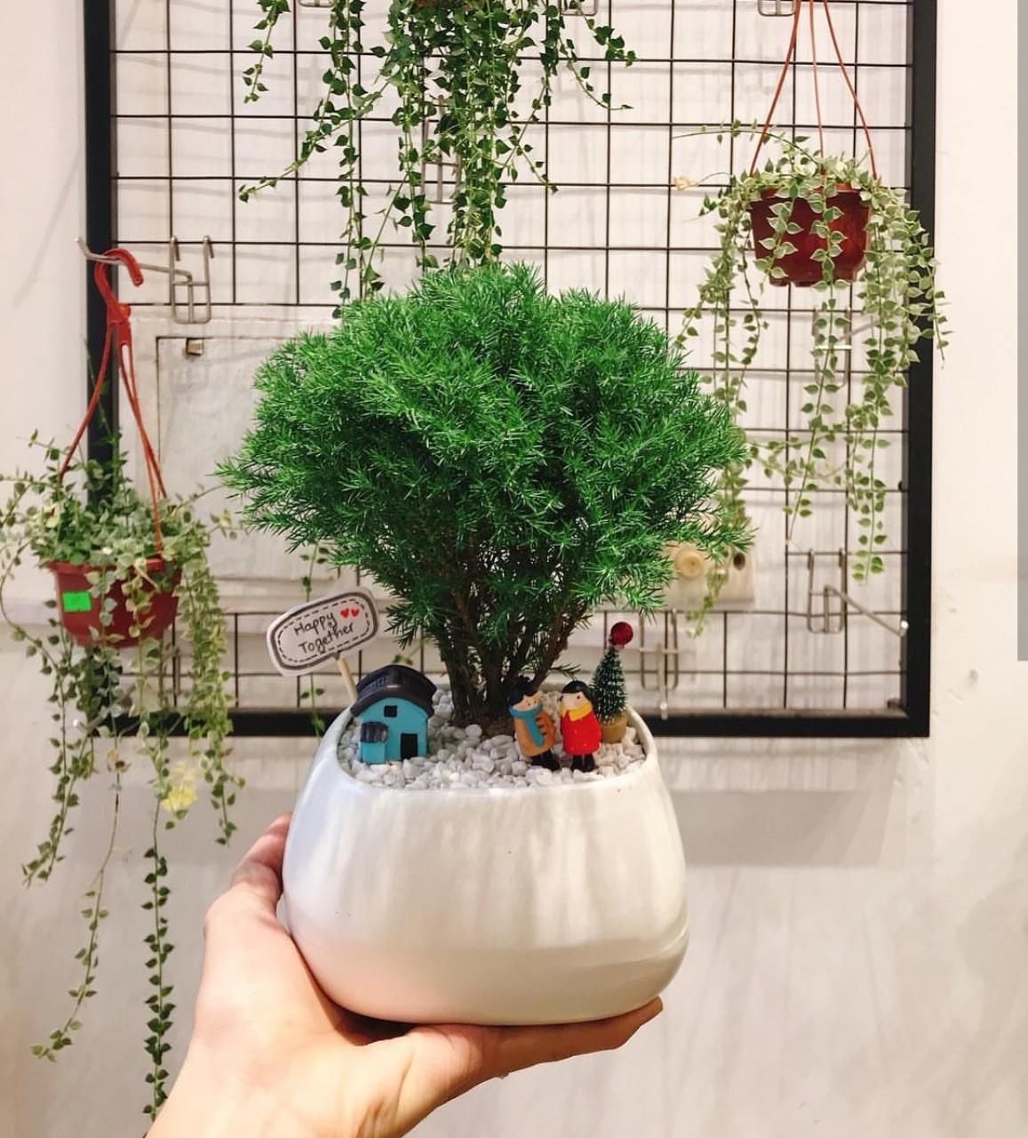 tùng bồng lai mix CHẬU