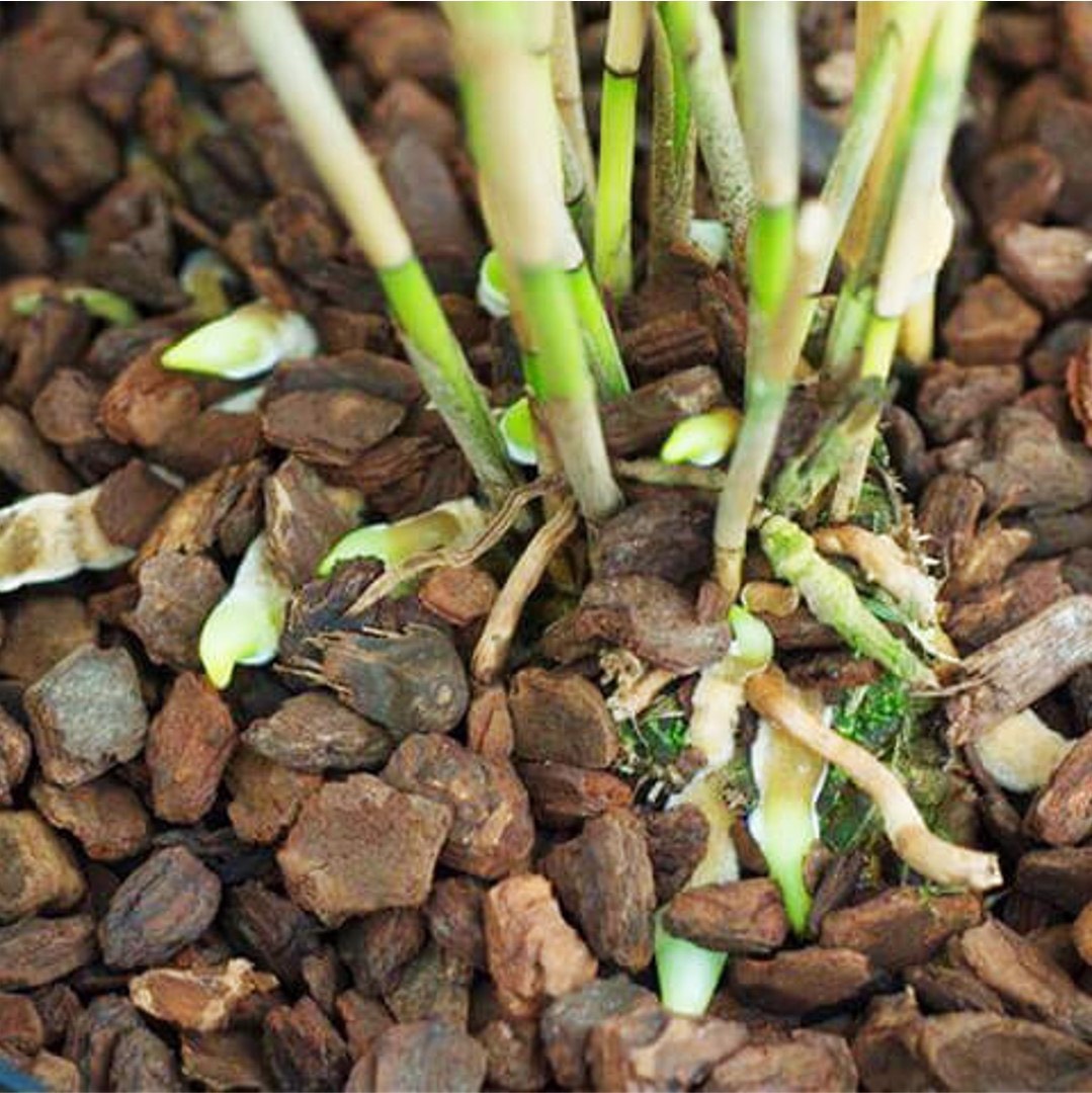 Giá thể trồng hoa lan vỏ thông đá bọt