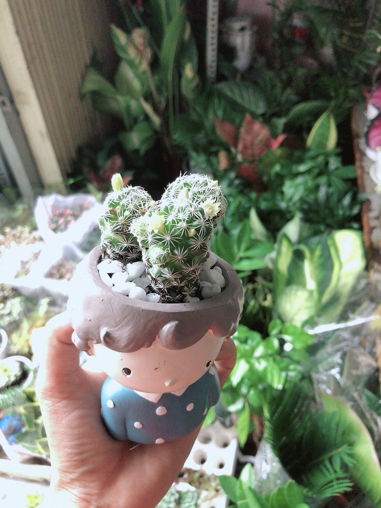 Chậu Xương Rồng Trứng Chim