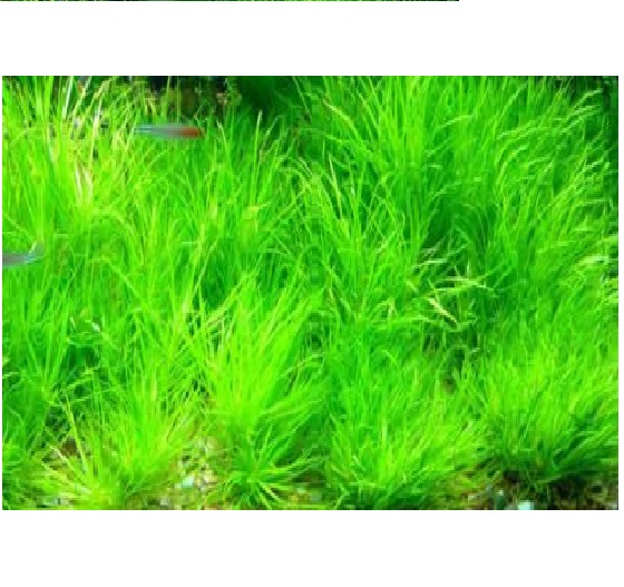 Cây cỏ nhật thủy sinh
