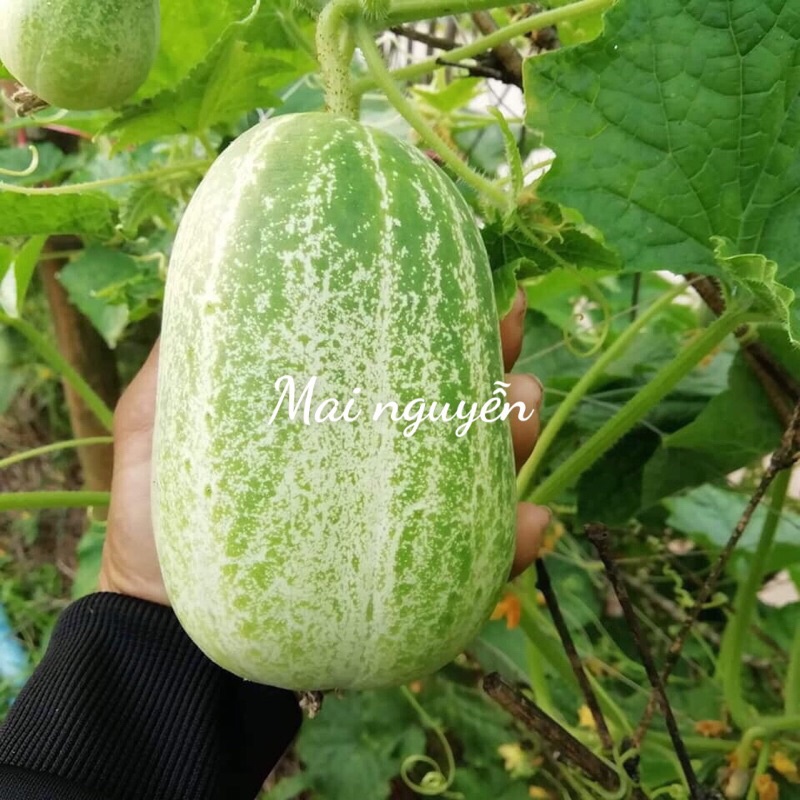 Hạt Giống Dưa Chuột Miêu Chiêng Mai