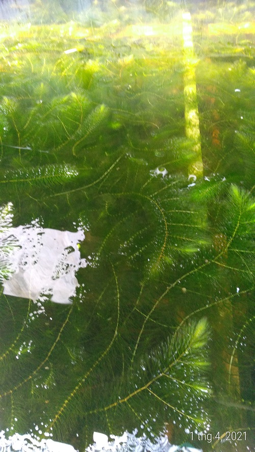 Rong đuôi chồn - Cây thủy sinh (1 bó 10 đến 15 nhánh)