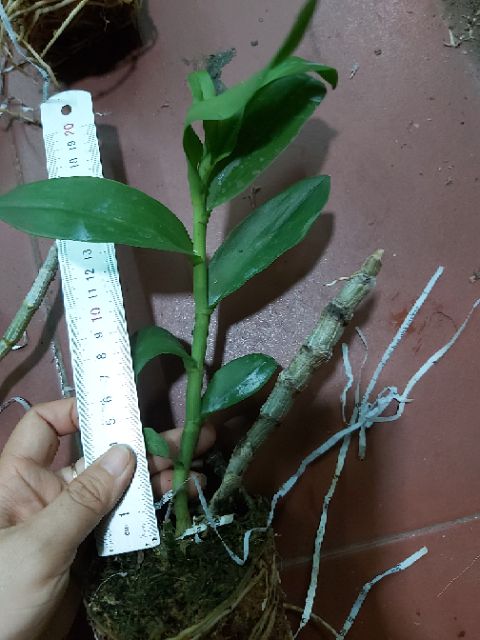Trầm rồng đỏ