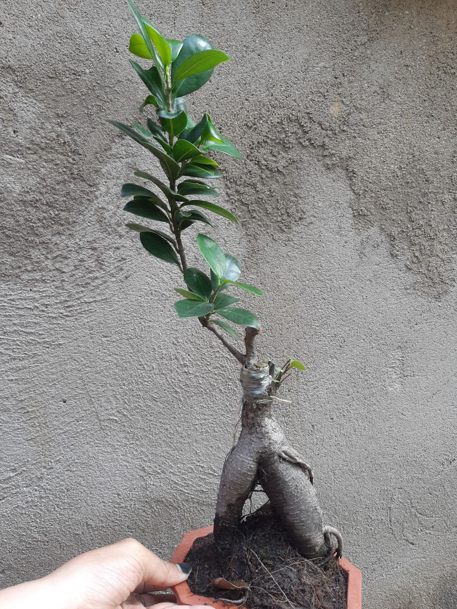 cây si nhật bonsai