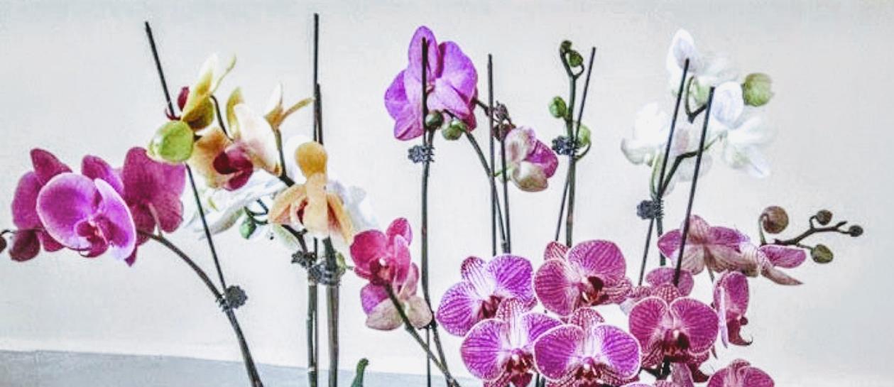 Kẹp hoa lan hình bướm - túi 100 chiếc