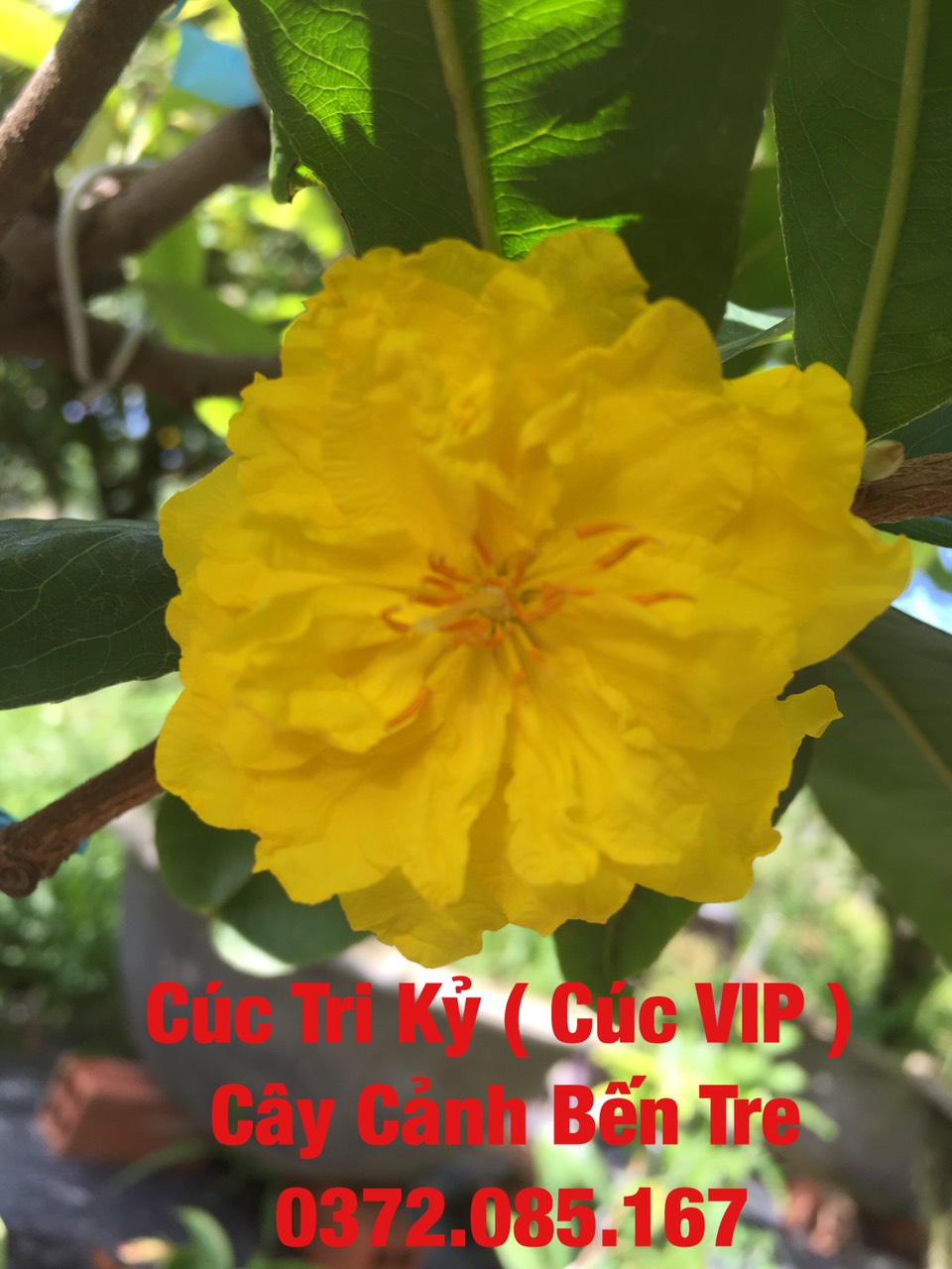 Mai Cúc Tri Kỷ ( Cúc VIP )