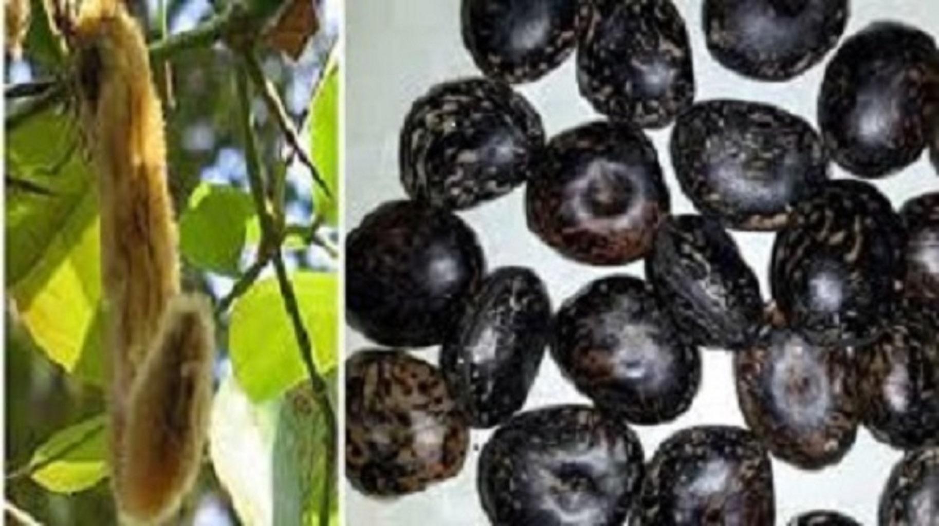 10 Hạt đậu lào