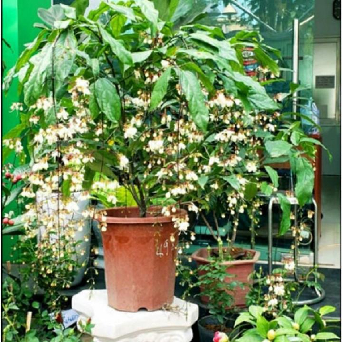 BẦU CÂY GIỐNG " Dạ Ngọc Minh Châu