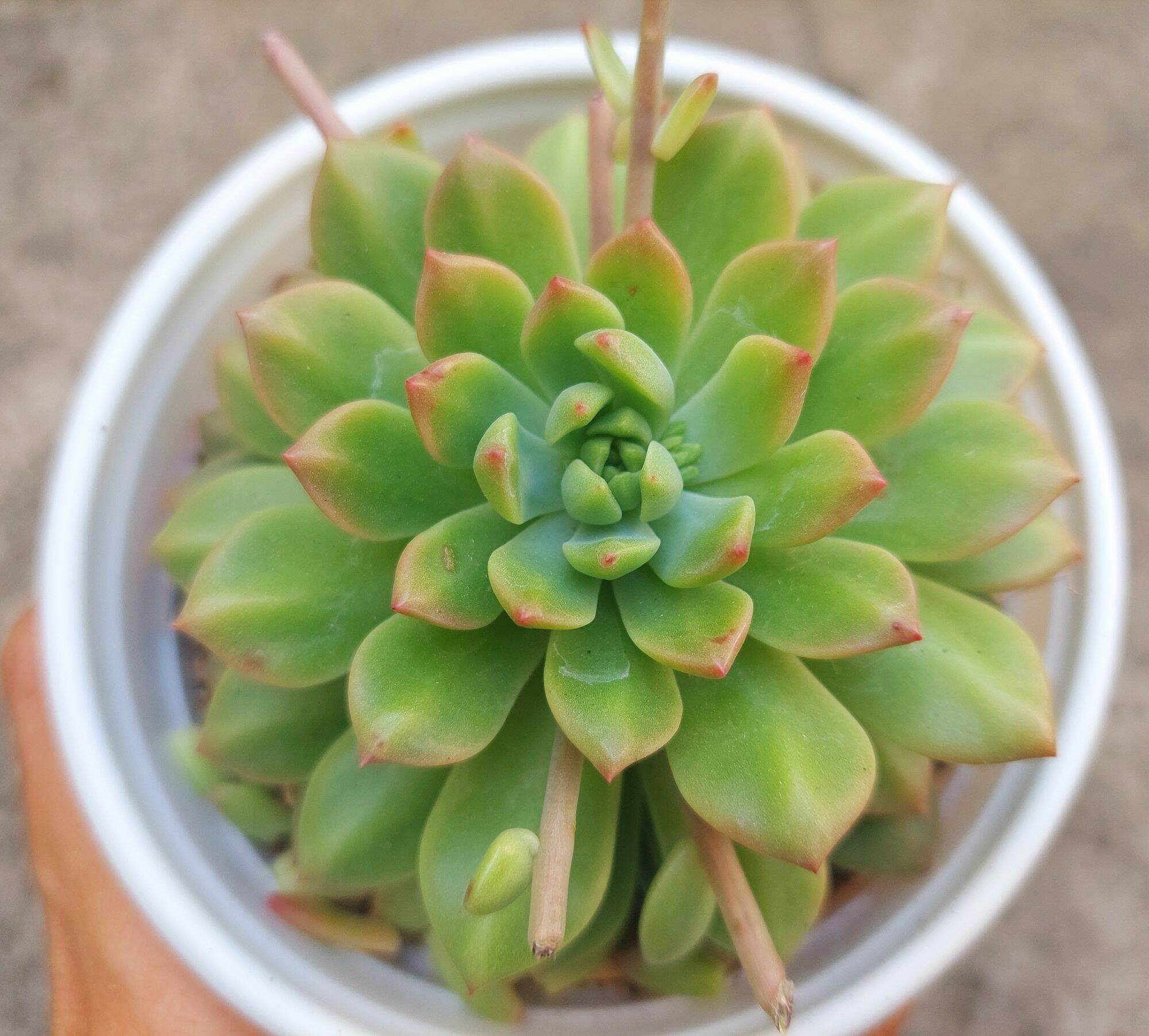 Sen đá MẶT TRỜI size trung 8-10 cm
