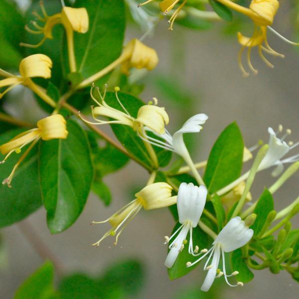 Honeysuckle seeds - Sale Off