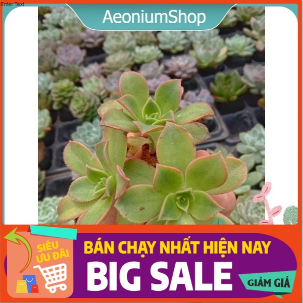 Sen Đá 3 Màu Mini - Aeonium Decorum f. Variegata