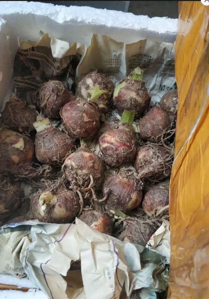 5 củ giống hoa huệ kép màu đỏ