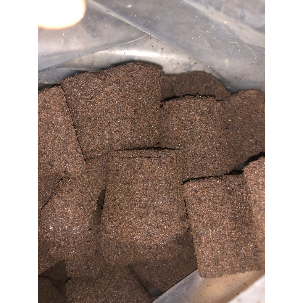 10 Viên mút ươm kie hữu cơ dành cho hoa lan phi điệp, mút ươm kie Peatmoss Hà Lan