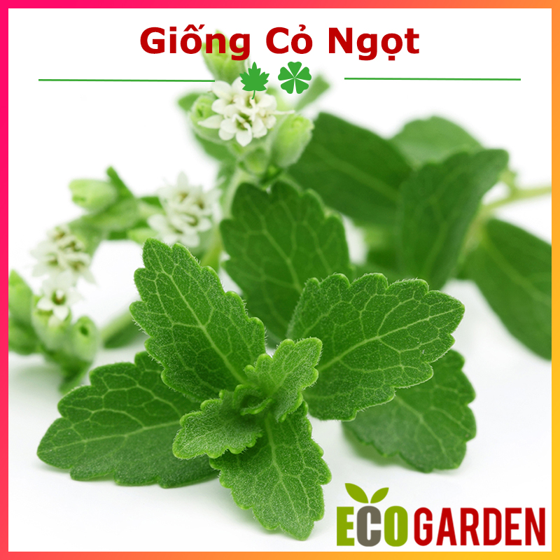 Hạt Giống Cây Cỏ Ngọt Gói 5 Hạt (ECO.093)