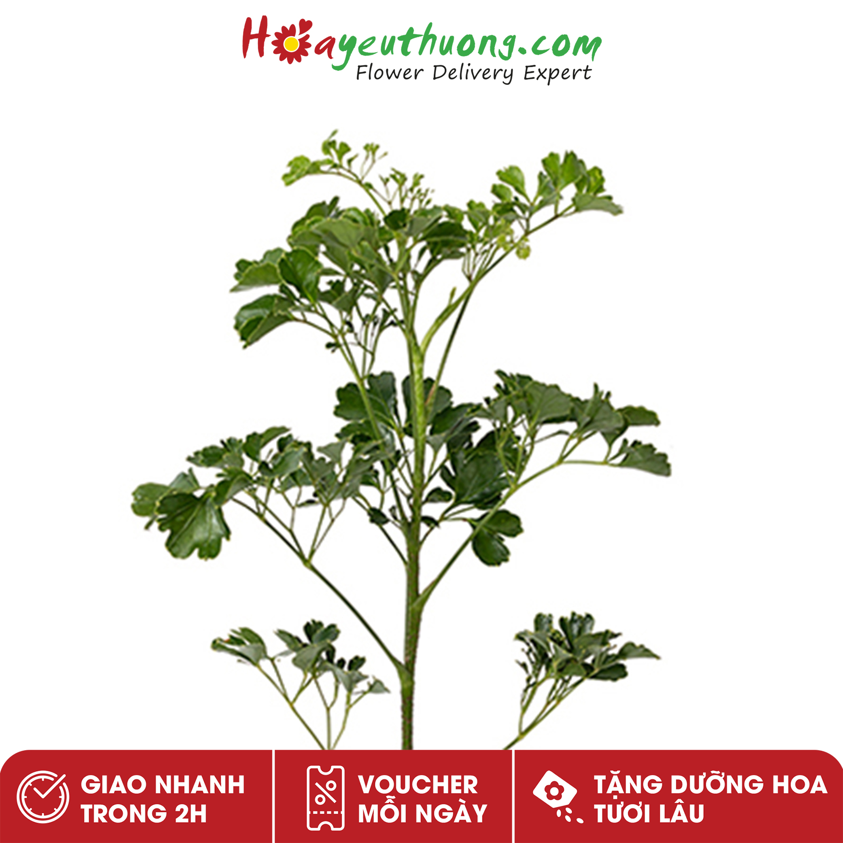 Lá Đinh Lăng Hoayeuthuong - Lá cắm hoa