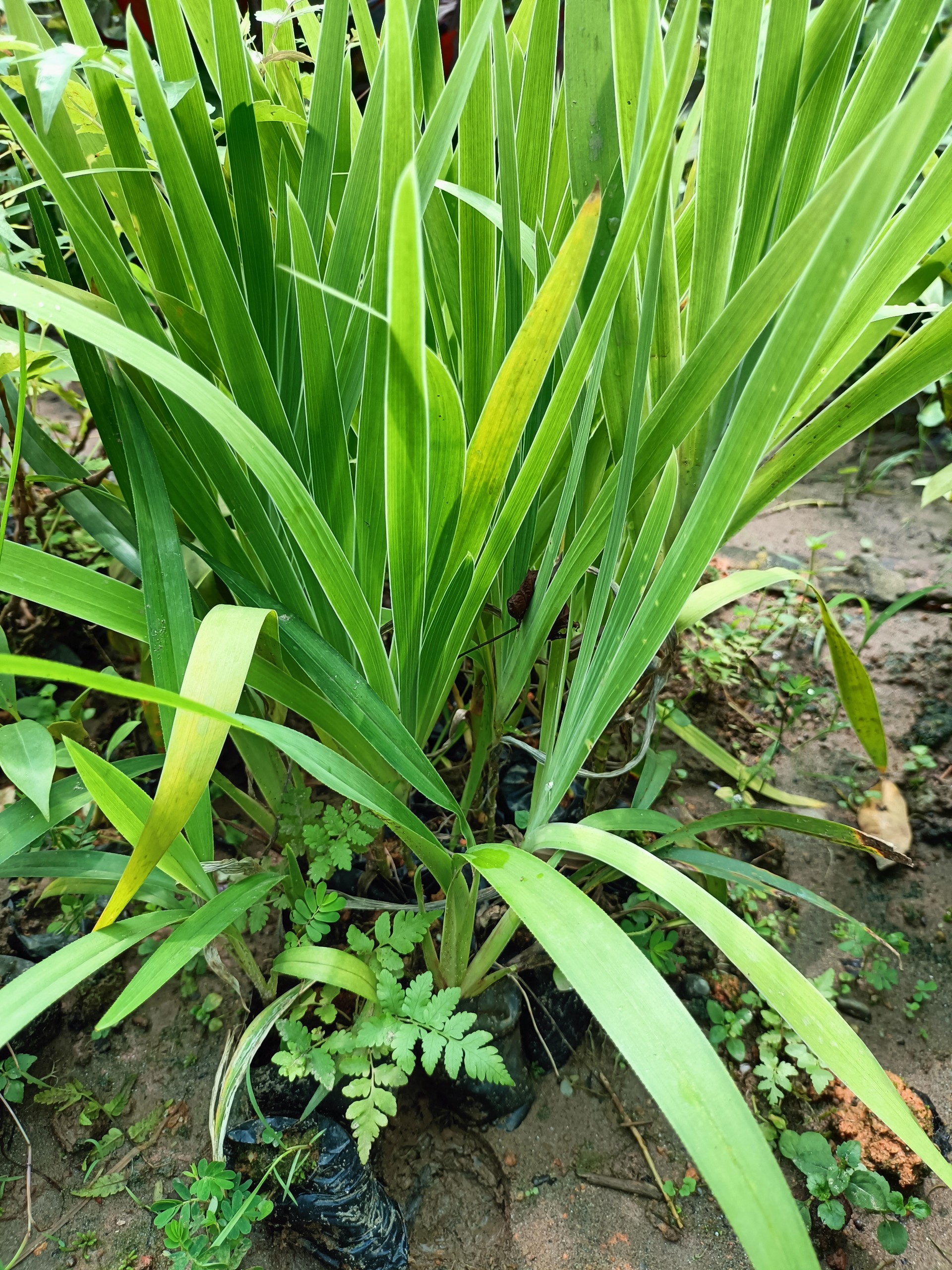 Combo 2 cây giống xạ can