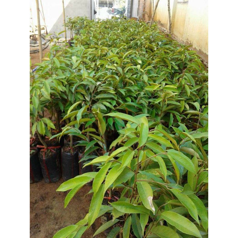 HOT cây giống sầu riêng monthon thái lan