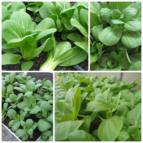 300H - #Hạt_Giống_Cải_Chip ( tặng kèm kích mầm và phân bón )