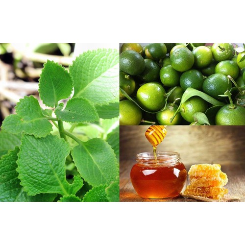 CHẬU CÂY HÚNG CHANH GIỐNG ( CÂY RAU TẦN LÁ DÀY )