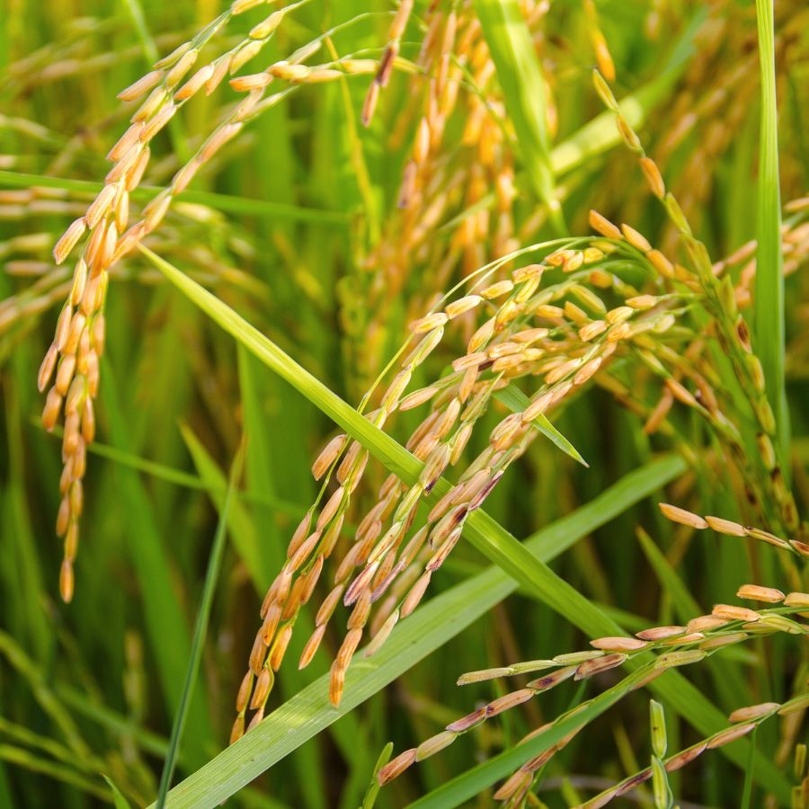 Gạo lứt tím thảo dược hữu cơ Tấn Đạt chuẩn USDA (không hộp, gạo rất dẻo, nhiều anthocyanin, vị đặc trưng)