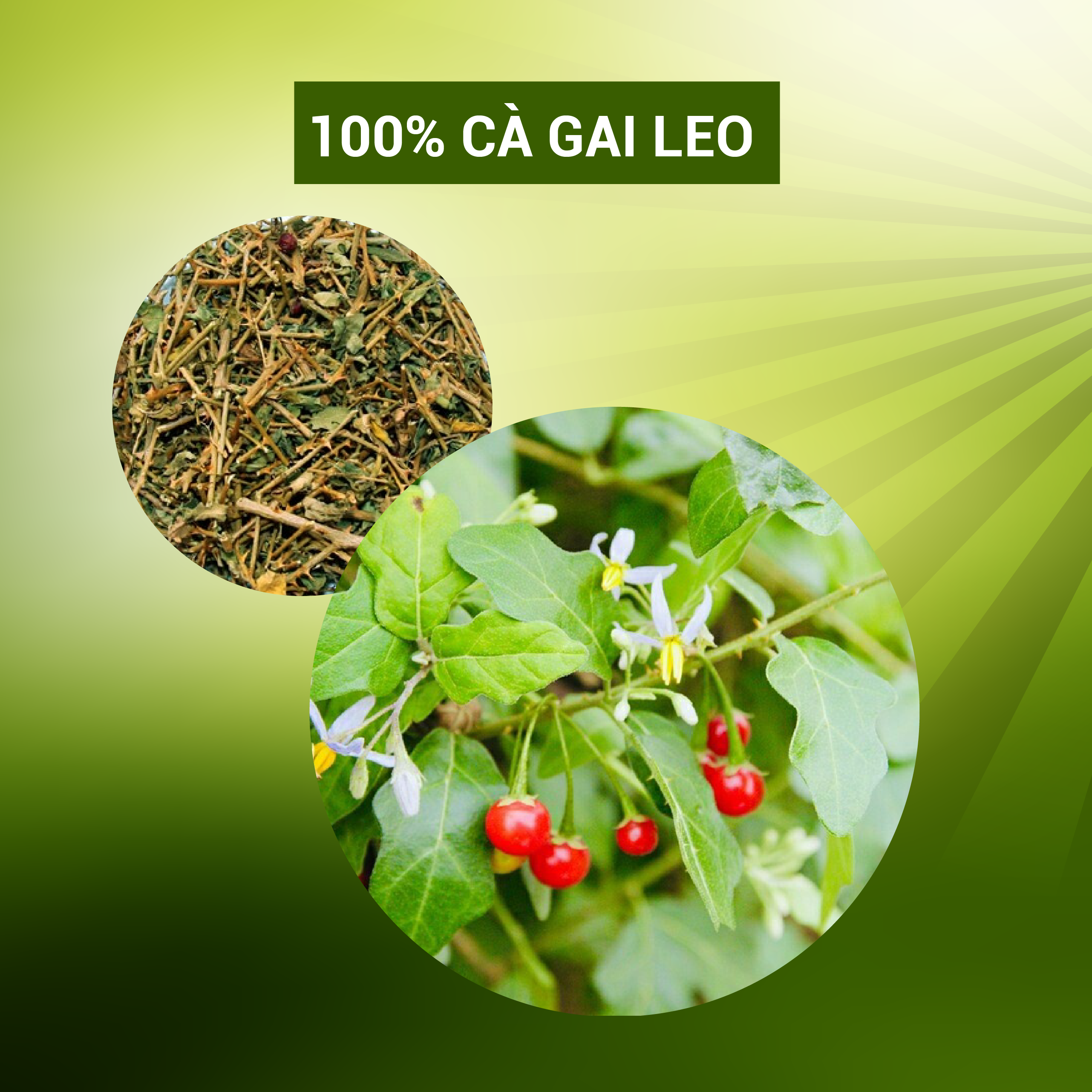 Trà cà gai leo túi lọc GIẢI ĐỘC GAN