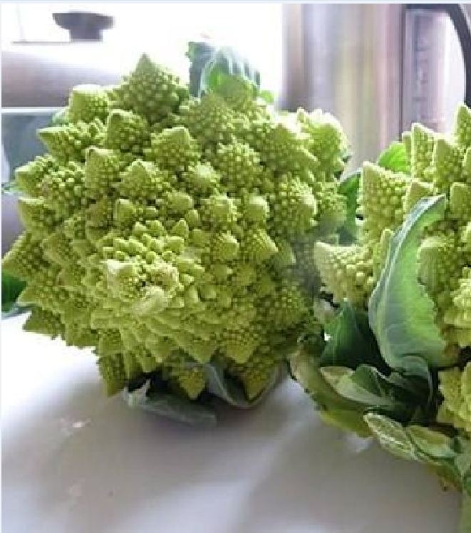 Hạt Giống Súp Lơ San Hô - gói 20 hạt
