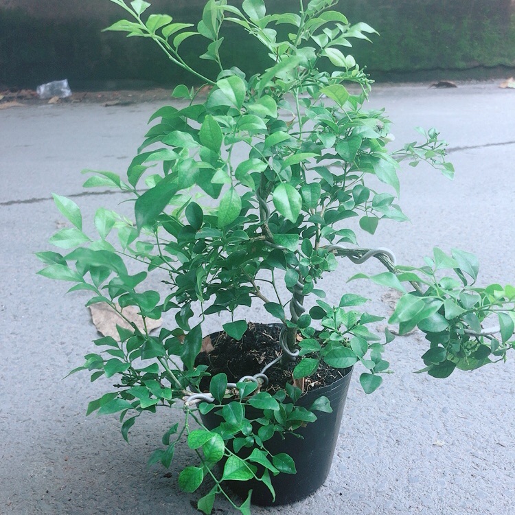 Cây Nguyệt Quế Bonsai