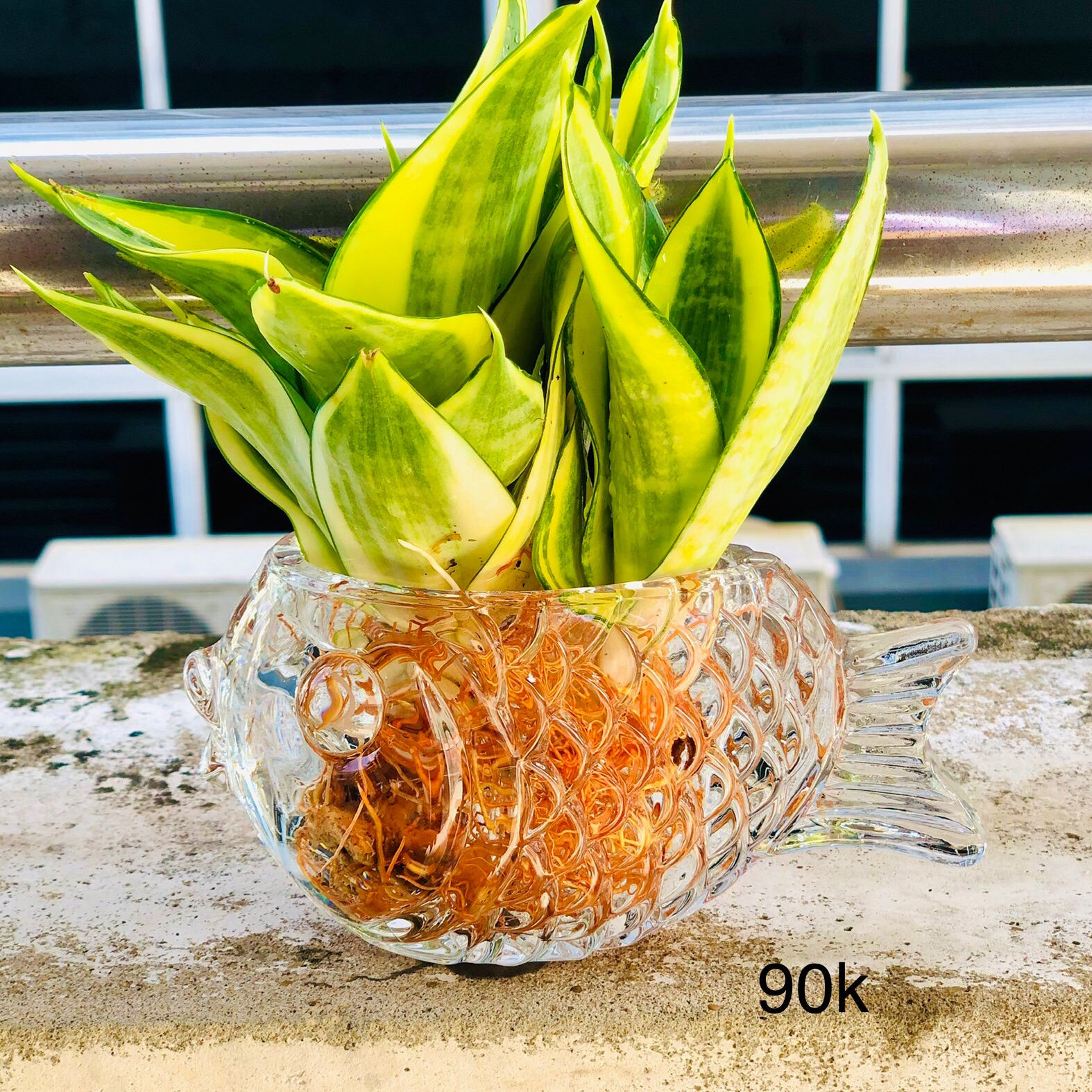 Chậu cá chép lưỡi hổ thái thuỷ sinh