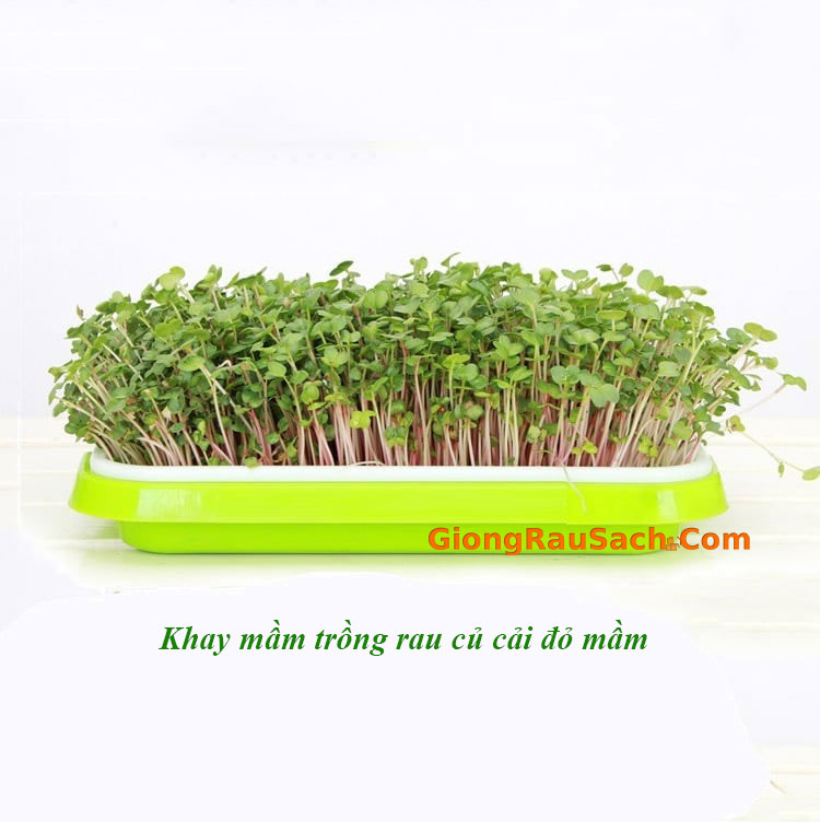 Khay Trồng Rau Mầm Thông Minh
