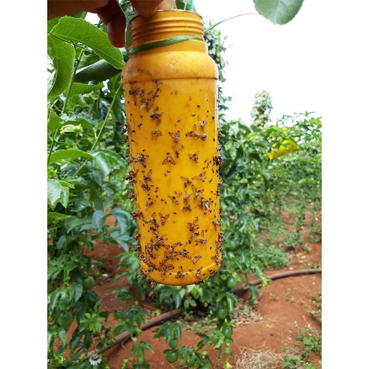 Chai xịt bẫy ruồi vàng 450ml