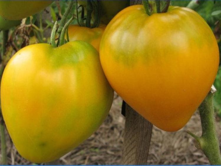 HẠT GIỐNG CÀ CHUA TRÁI TIM VÀNG - GÓI 0,2 GRAM