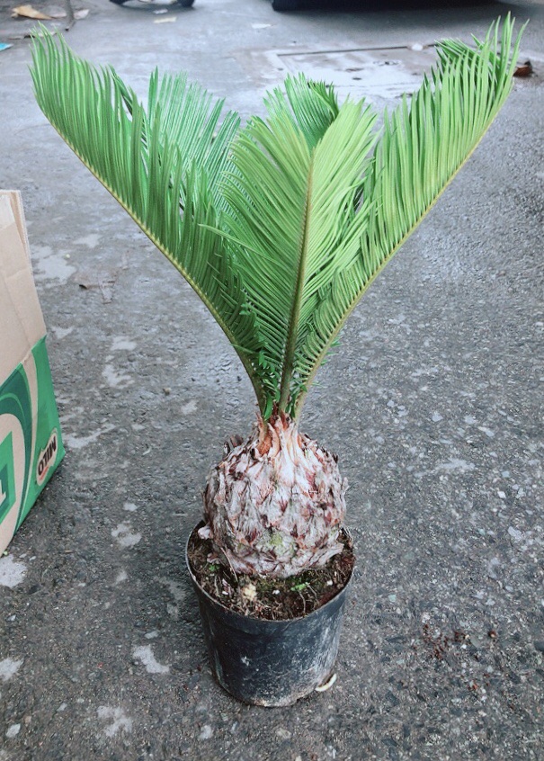 Chậu Vạn Tuế