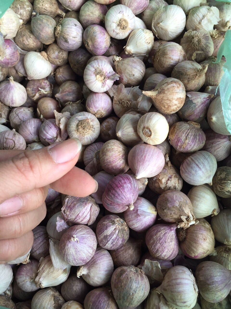 1kg tỏi cô đơn trung