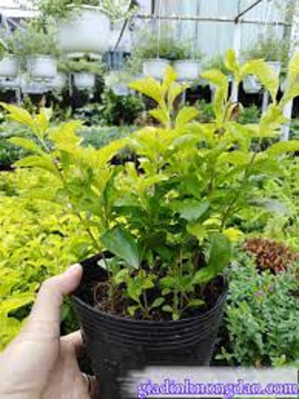 CÂY HOA CHUỖI NGỌC TÍM - GIAO HÀNG CẢ CHẬU