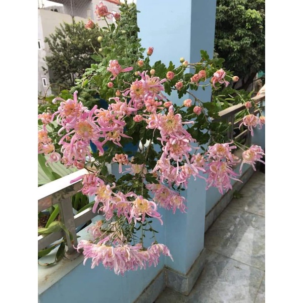 Hoa Cúc cổ Hồng tú kiều (cây giống)