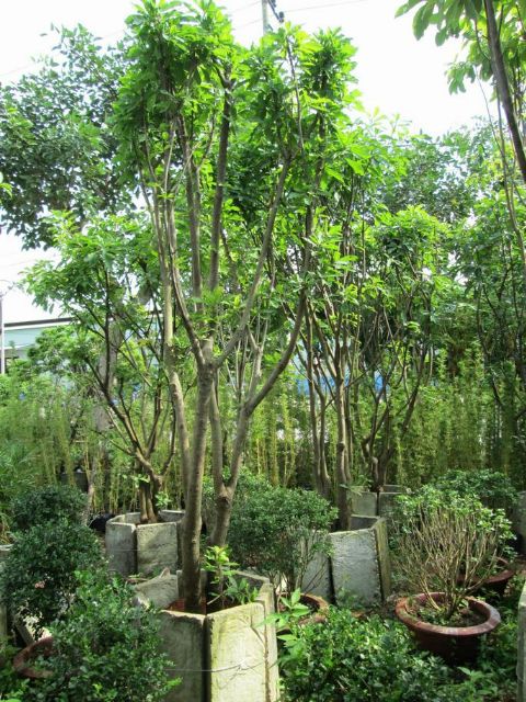 Cây hoa Lộc Vừng đỏ