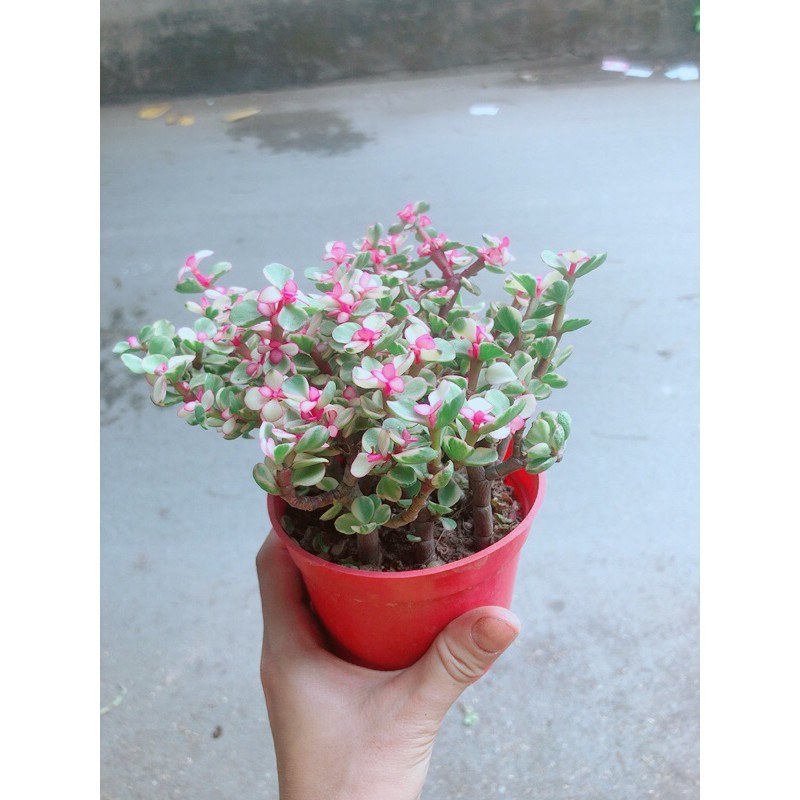 Cây cành vàng lá ngọc