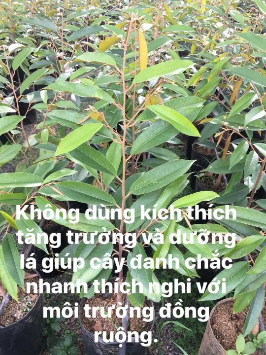 Cây giống sầu riêng cái mơn