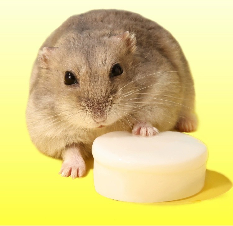 pudding sữa dê cho hamster , sóc, nhím, thỏ, bọ - T3 PETS SHOP