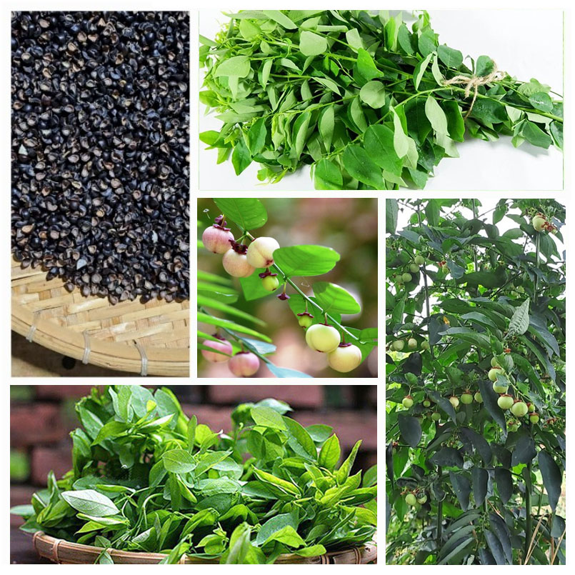 Hạt giống Cây rau ngót (Bồ ngót)