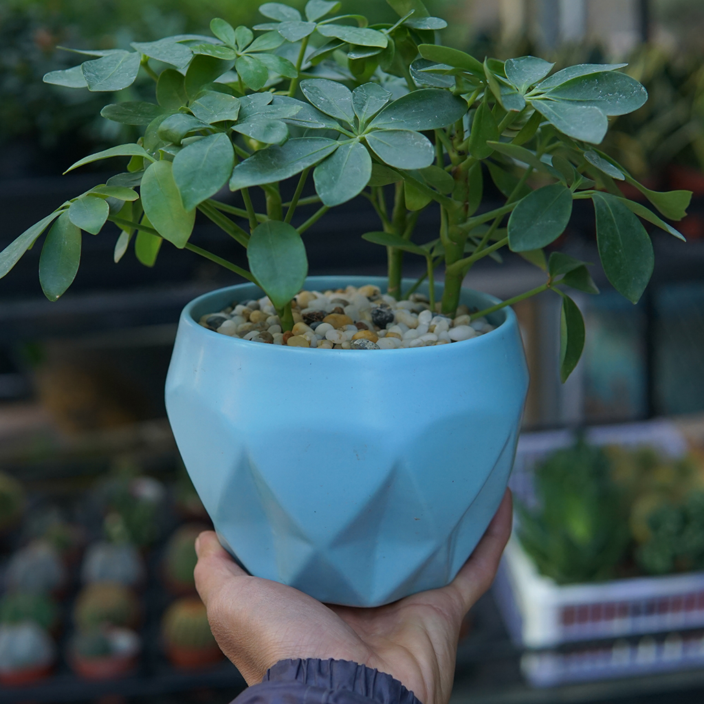 Chậu gốm sứ trồng cây đáy xoắn