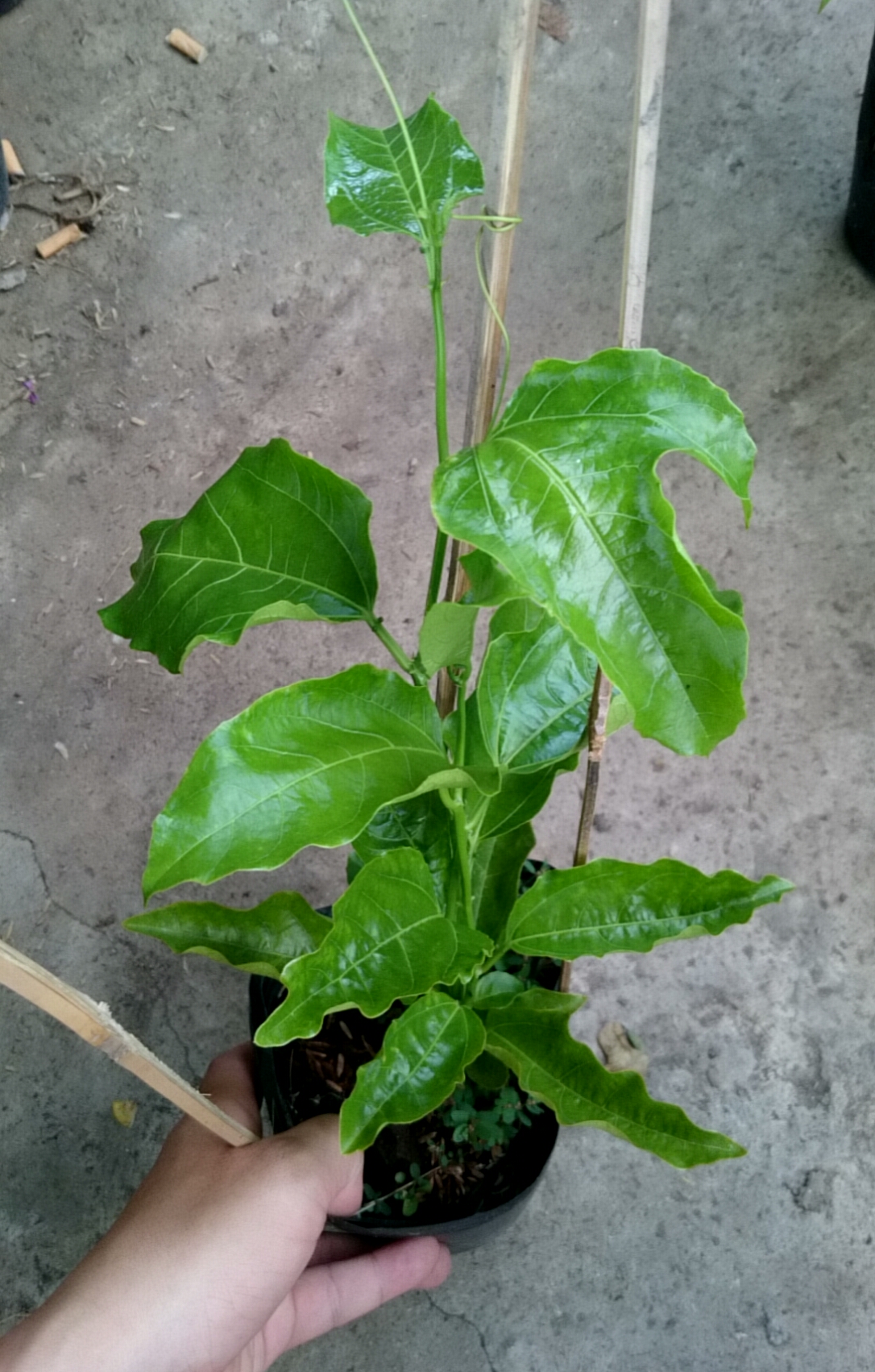 Chanh dây tím ( chanh leo )