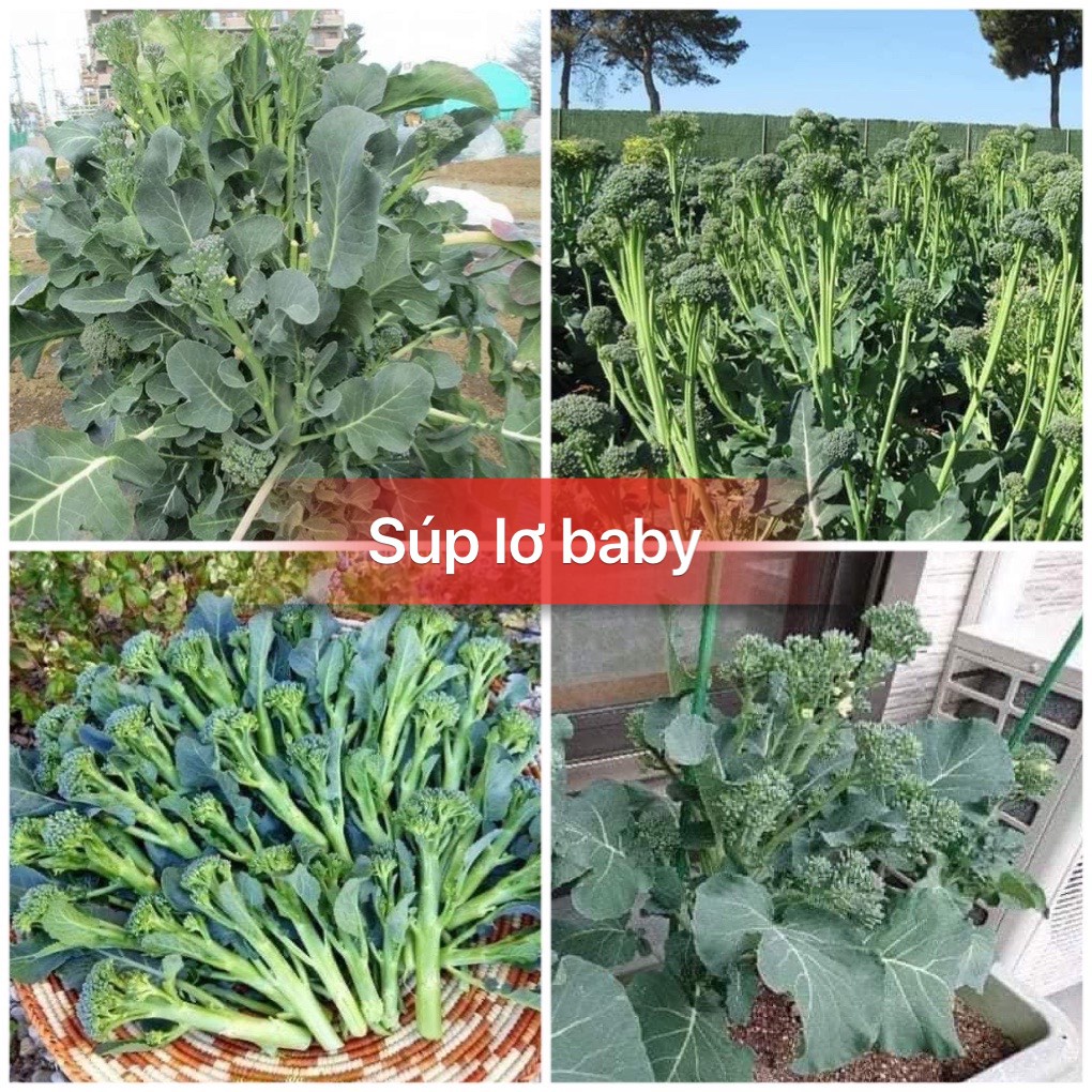Hạt giống súp lơ baby, bông cải baby -gói 0,2 gram