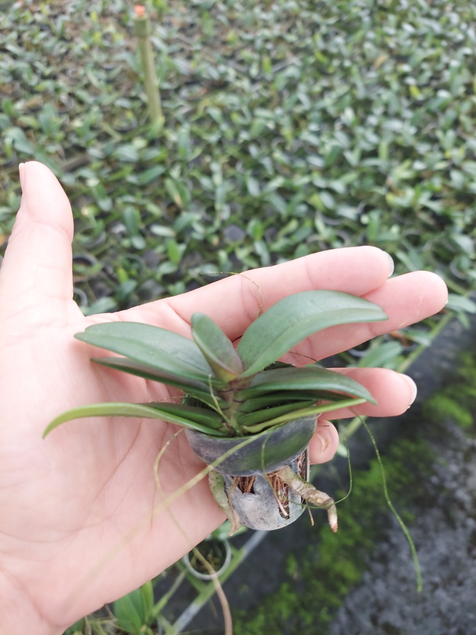 cây con (lan ngọc điểm).