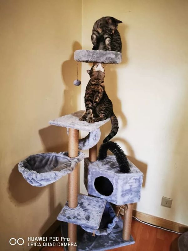 [IB NHẬN QUÀ 3]Cattree Cat tree Nhà cây cho mèo Khung leo trèo cào móng cho mèo cưng Ổ nằm cho mèo