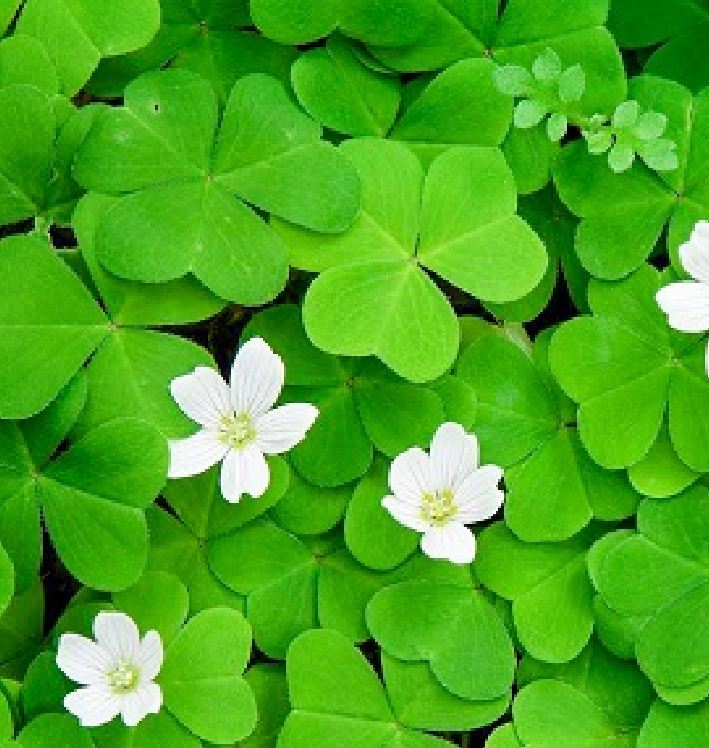 Clover Seeds (3-Leaf Grass) - Pack of 50 Seeds